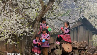Những em nhỏ dân tộc Mông vui chơi dưới những cây mận đang thi nhau đua nở hoa trắng xóa. Ảnh: Quang Quyết/TTXVN.