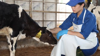 Chuyện cô gái 9x học thú y để về quê: Gắn bó với Sữa Tươi Kun và tổ ấm bình yên trên mảnh đất quê hương
