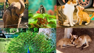 Hiện Thảo cầm viên Sài Gòn chứa 1.924 cá thể thuộc 116 loài - Ảnh: Mỹ Huyền - Kim Trang - Nguyên Anh - Quỳnh Anh