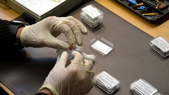 Giải mã sự suy vong của người Neanderthal thông qua ADN cổ đại