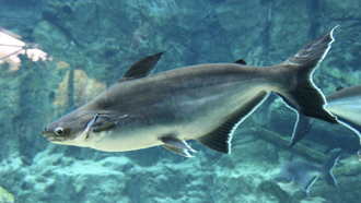 LHQ: Các cuộc di cư của cá sông đang đứng trước “bờ vực sụp đổ”