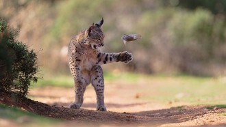 Khoảnh khắc linh miêu vờn mồi thắng giải bình chọn "Wildlife Photographer of the Year"