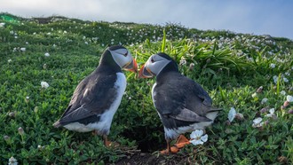 Hải âu cổ rụt Đại Tây Dương đang trở lại đất liền