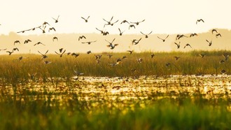 Vườn Quốc gia Tràm Chim.