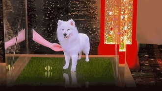 Khi thú cưng cũng có “lễ Thanh minh”