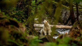 Một thập kỷ theo dấu “bóng ma trắng” của nhiếp ảnh gia người Anh giữa đại ngàn Canada