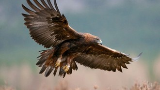 Đại bàng vàng có thể trở lại Anh sau hơn 150 năm