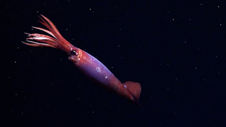 Loài mực mắt đen hiếm thấy.