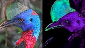 Nguồn sáng bí ẩn của một trong những loài chim lớn nhất hành tinh