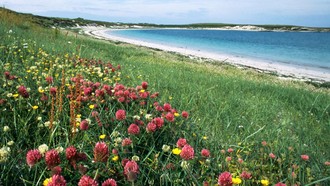 Thảm hoa trải dài trên thảo nguyên ven biển Machair tại Khu bảo tồn RSPB Balranald, đảo North Uist.