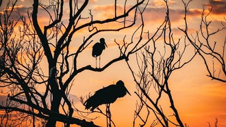 Động vật chung sống cùng người dân tại khu bảo tồn thuộc UNESCO