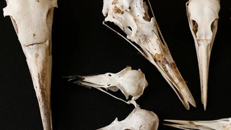 Lời giải về "hậu duệ" của các loài khủng long