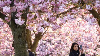 Hoa anh đào nở rộ tại công viên The Meadows ở Edinburgh, Scotland. Thời tiết ấm lên đồng nghĩa với việc thực vật sẽ sản sinh ra nhiều phấn hoa hơn.