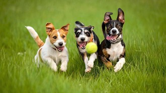 Quá trình thuần hóa không khiến loài chó trở nên kém thông minh. Ngược lại, nó giúp chúng phát triển khả năng thấu hiểu con người.