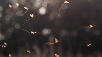 Bí mật về điệu nhảy của loài phù du