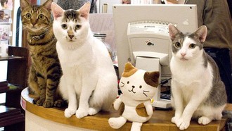 Ngày càng nhiều người gia nhập “hội yêu mèo” tại Đông Á
