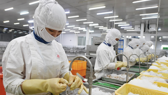 Xuất khẩu tôm năm 2025 của Việt Nam lập kỷ lục với 4,6 tỷ USD.