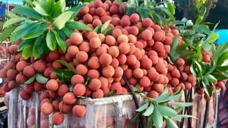 Vải thiều tươi của Việt Nam chinh phục thị trường Hoa Kỳ