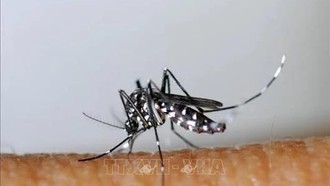 Dịch sốt xuất huyết diễn biến phức tạp ở tỉnh miền Đông Cuba