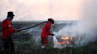 Indonesia nỗ lực dập lửa bảo vệ các khu rừng bảo tồn ở Đông Java