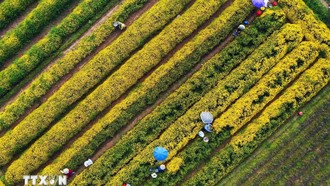 Thăm làng dược liệu độc nhất vô nhị tại Việt Nam