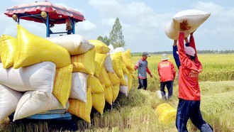 Tăng giá lúa gạo trong nước và xuất khẩu 