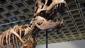 T. rex 67 triệu năm tuổi trưng bày tại New York trước phiên đấu giá của Sotheby's