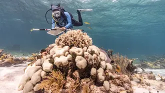 Ảnh: Valentina Cucchiarra / Coral Reef Alliance