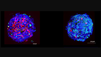 "Gan tí hon" 3D phục vụ kiểm nghiệm độc tính thực phẩm
