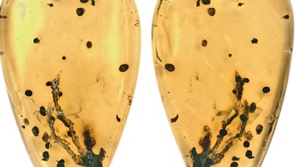 "Viên nang thời gian" 99 triệu năm hé lộ nguồn gốc của bệnh u xương