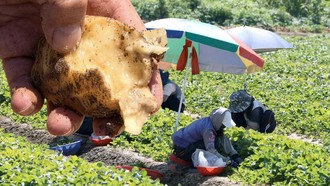 Nắng nóng hiếm gặp bao trùm châu Á, khoai tây "chín nhừ" trong đất