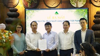 Ra mắt Chi hội Chè Shan Tuyết vùng núi cao Việt Nam: Sự kiện lịch sử và bối cảnh bảo tồn di sản chè cổ thụ