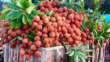 Vải thiều tươi của Việt Nam chinh phục thị trường Hoa Kỳ