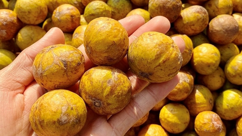 Thức quà ngắn hạn của mùa thu