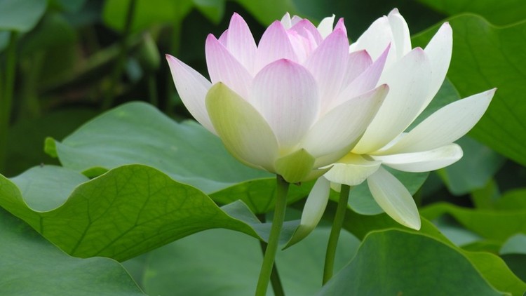 Để “tâm bất biến giữa dòng đời vạn biến”