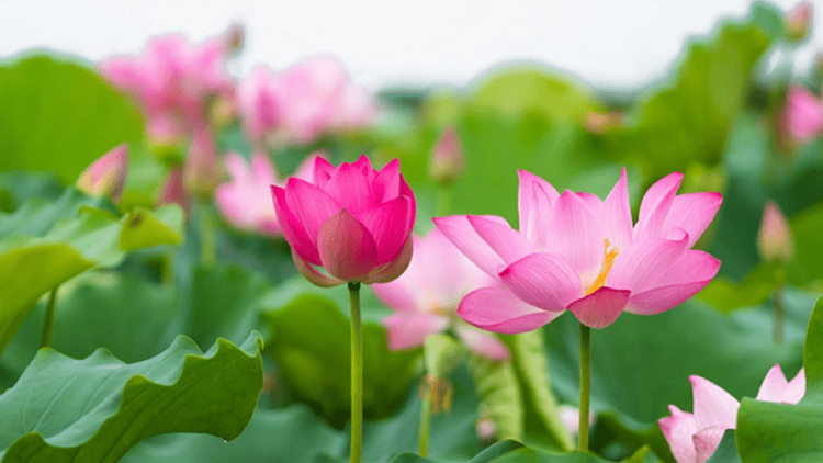 Con người cũng rất vô thường và không bền vững