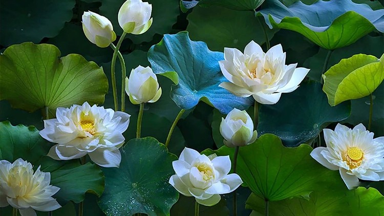 Nếp sống an lạc