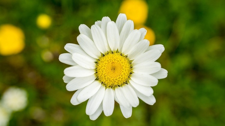 Đau bệnh dạy ta sống