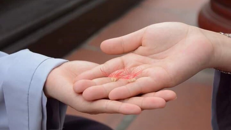 Hạnh phúc là quả chín từ nhân lành