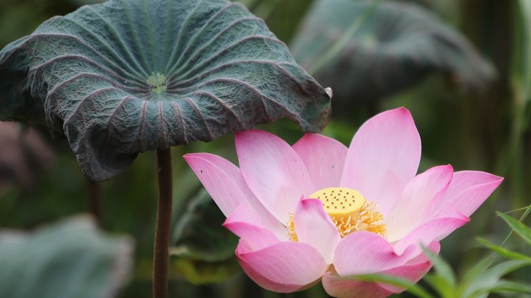 Xuân đâu phải chỉ ba ngày đầu năm