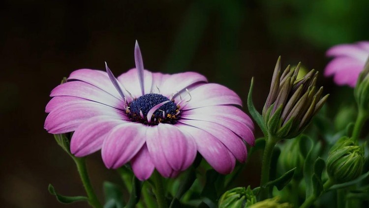 5 mẹo ăn chay giảm nguy cơ ung thư