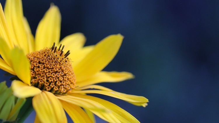 Ăn uống trong chánh niệm