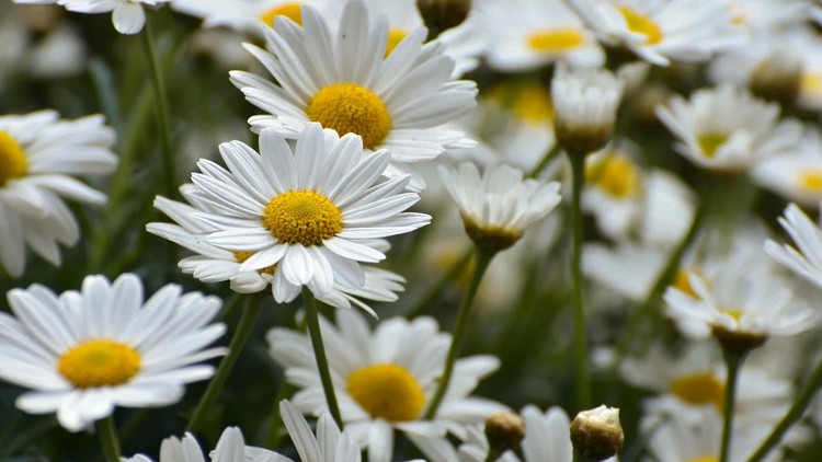 Thường suy xét những điều này, đời nhẹ đi một nửa