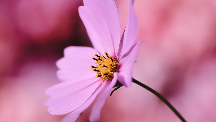 Ca tụng điều lành & thành công của người khác