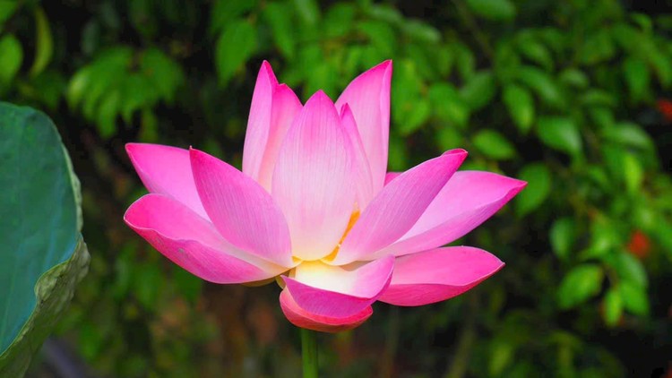 Tướng từ tâm sinh