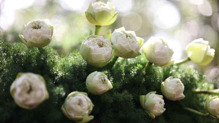 Hạt bụi trong kinh Pháp Hoa