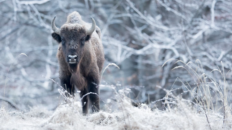 Bò rừng bison có khả năng hấp thụ CO2 đáng kinh ngạc. Ảnh: Michel Doutemont