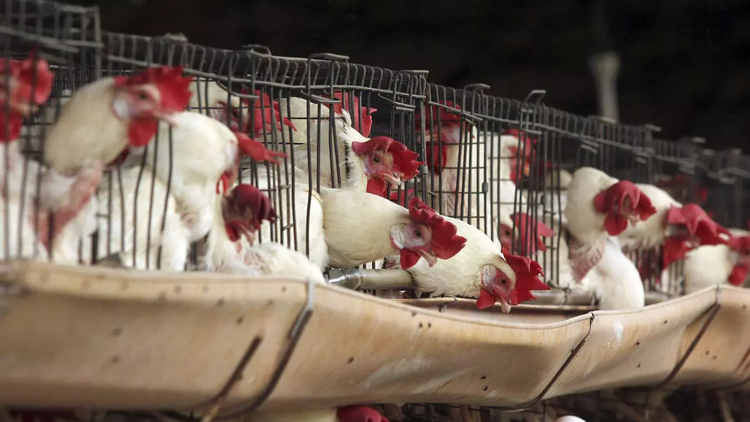 Ca tử vong đầu tiên trên thế giới liên quan đến virus H5N2. Ảnh: nmas.com