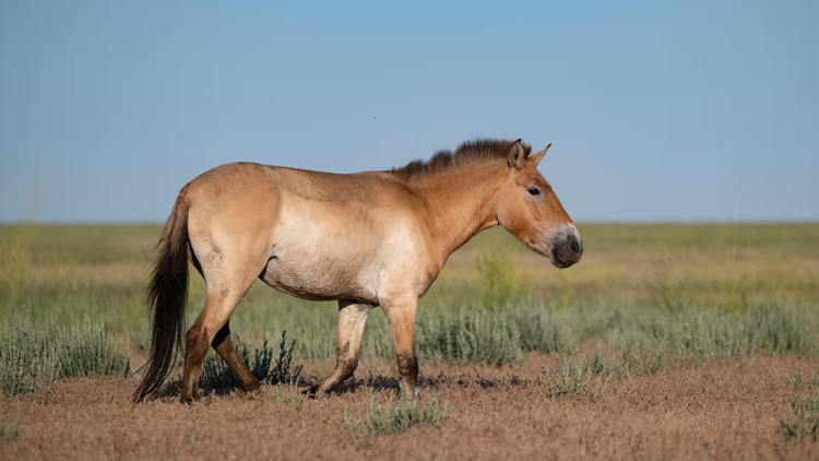 Ngựa hoang trở lại Kazakhstan sau hai thế kỷ vắng bóng. Ảnh: D Rosengren/Global Rewilding Alliance
