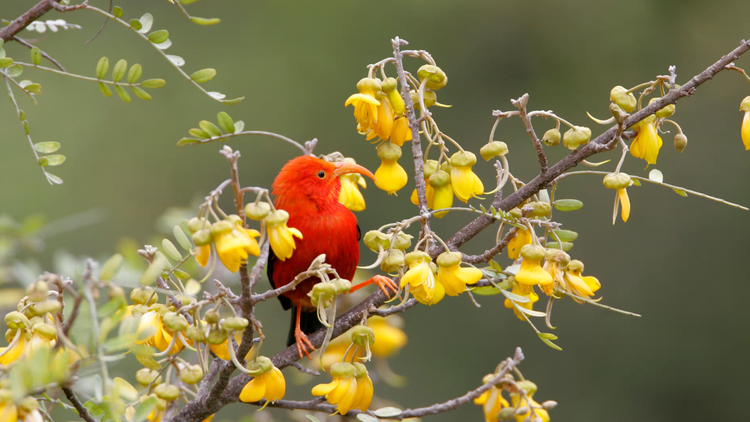 Chim ong mật, loài chim mang tính biểu tượng của Hawaii. Ảnh: Photo Resource Hawaii/Alamy